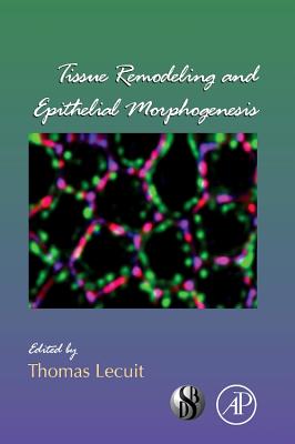 Tissue Remodeling and Epithelial Morphogenesis