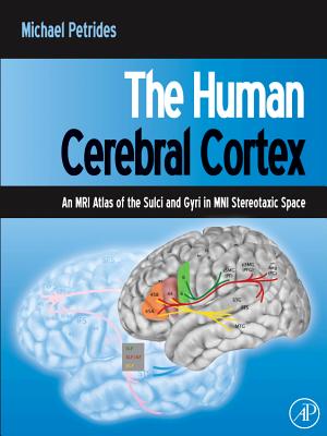 The Human Cerebral Cortex