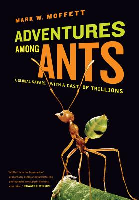 Adventures among Ants