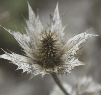 Winter Flowers