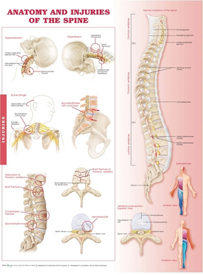 Anatomy and Injuries of the Spine Anatomical Chart