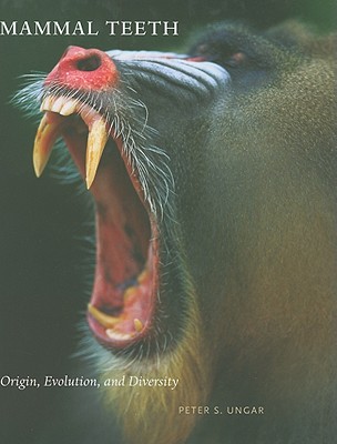 Mammal Teeth