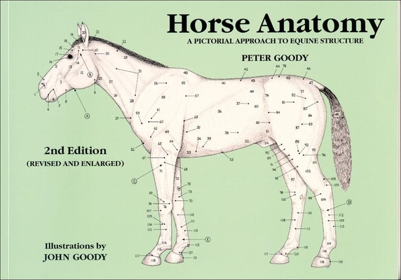 Horse Anatomy