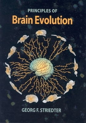 Brain Evolution