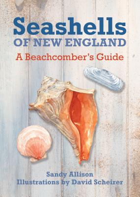 Seashells of New England