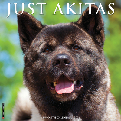 Just Akitas 2024 12 X 12 Wall Calendar