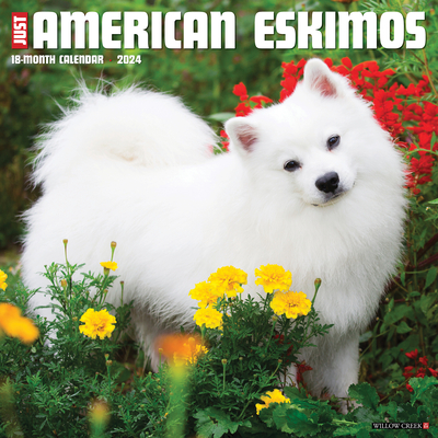 Just American Eskimos 2024 12 X 12 Wall Calendar