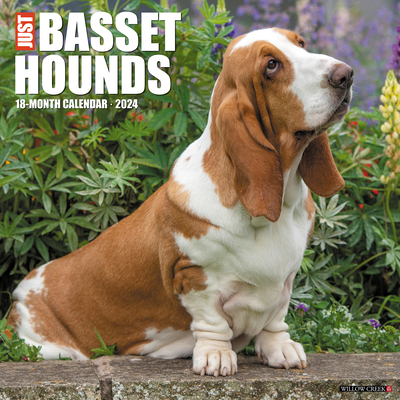 Just Basset Hounds 2024 12 X 12 Wall Calendar