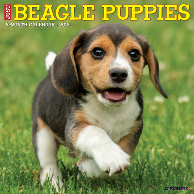 Just Beagle Puppies 2024 12 X 12 Wall Calendar