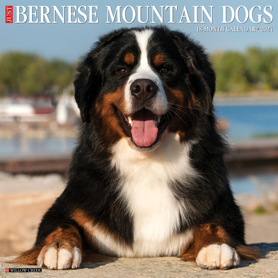 Just Bernese Mountain Dog 2024 12 X 12 Wall Calendar