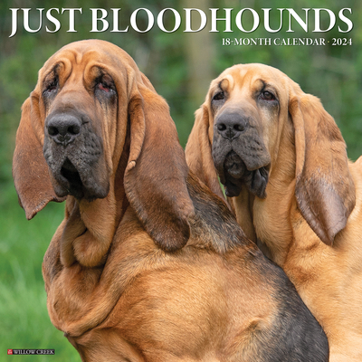 Just Bloodhounds 2024 12 X 12 Wall Calendar