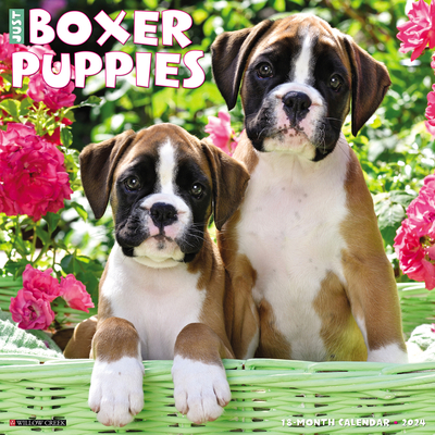 Just Boxer Puppies 2024 12 X 12 Wall Calendar