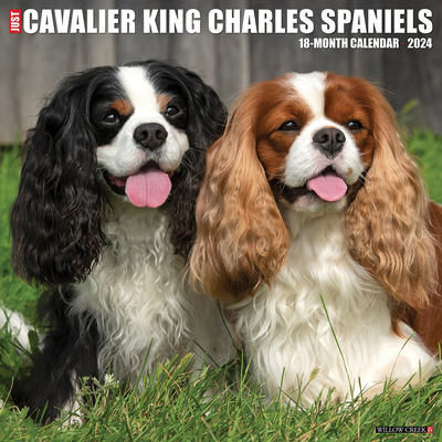 Just Cavalier King Charles Spaniels 2024 12 X 12 Wall Calendar