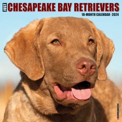 Just Chesapeake Bay Retrievers 2024 12 X 12 Wall Calendar