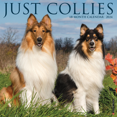 Just Collies 2024 12 X 12 Wall Calendar