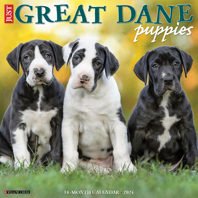 Just Great Dane Puppies 2024 12 X 12 Wall Calendar