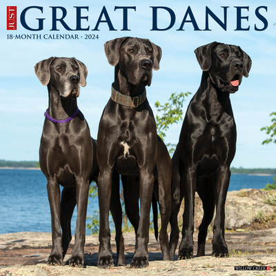 Just Great Danes 2024 12 X 12 Wall Calendar