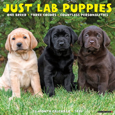 Just Lab Puppies 2024 12 X 12 Wall Calendar