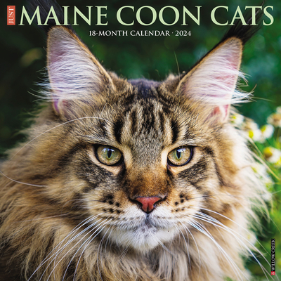 Just Maine Coon Cats 2024 12 X 12 Wall Calendar