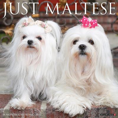 Just Maltese 2024 12 X 12 Wall Calendar