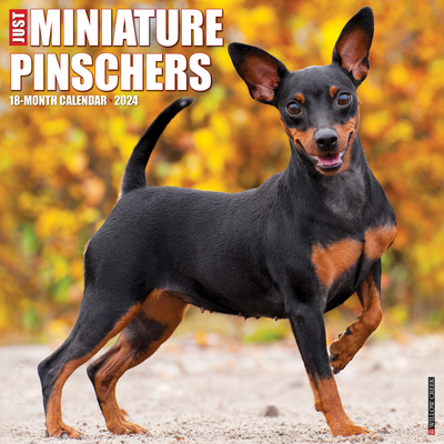 Just Miniature Pinschers 2024 12 X 12 Wall Calendar