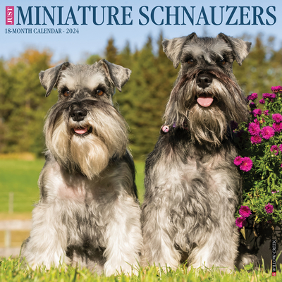 Just Miniature Schnauzers 2024 12 X 12 Wall Calendar