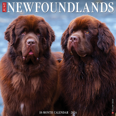 Just Newfoundlands 2024 12 X 12 Wall Calendar