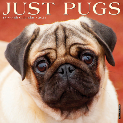 Just Pugs 2024 12 X 12 Wall Calendar