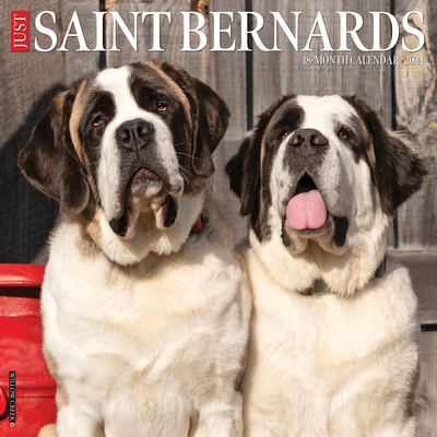 Just Saint Bernards 2024 12 X 12 Wall Calendar