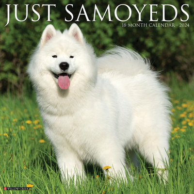 Just Samoyeds 2024 12 X 12 Wall Calendar