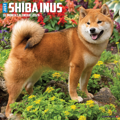 Just Shiba Inus 2024 12 X 12 Wall Calendar