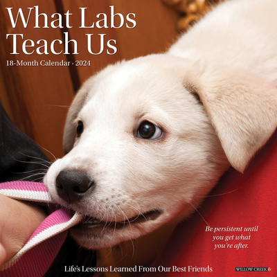 What Labs Teach Us 2024 12 X 12 Wall Calendar