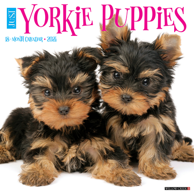 Just Yorkie Puppies 2024 12 X 12 Wall Calendar