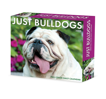 Bulldogs 2024 6.2 X 5.4 Box Calendar