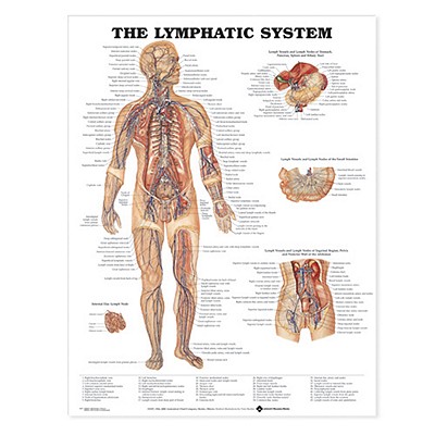 The Lymphatic System Anatomical Chart