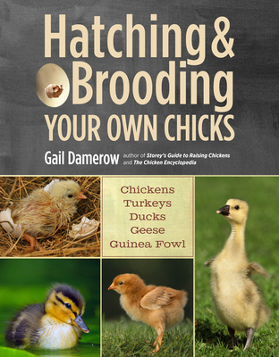 Hatching & Brooding Your Own Chicks