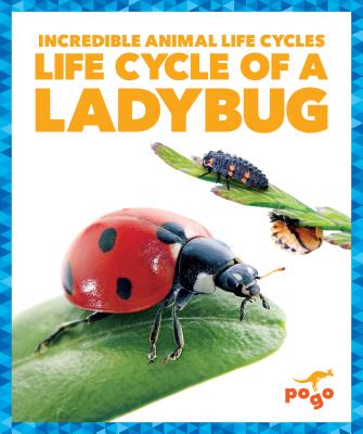 Life Cycle of a Ladybug