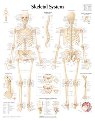 Skeletal System Paper Poster