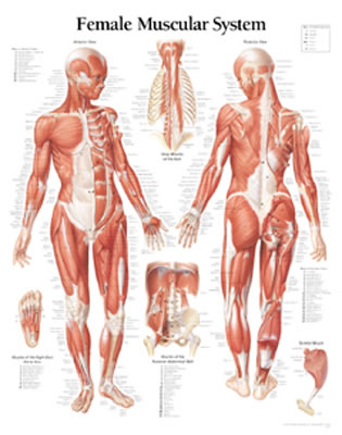 Muscular System with Female Figure Laminated Poster