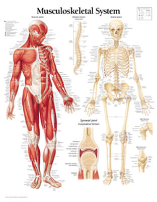 Musculoskeletal System Laminated Poster