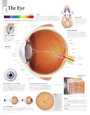 Eye Laminated Poster