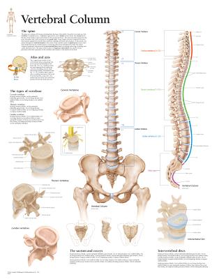 Vertebral Column Paper Poster