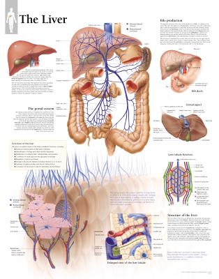 Liver Laminated Poster