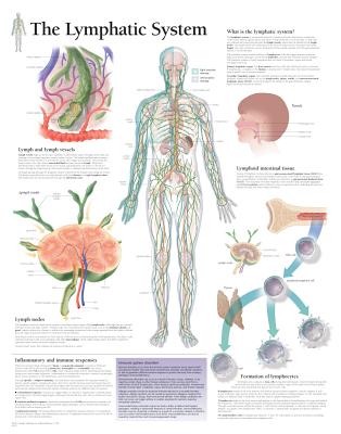 Lymphatic System Laminated Poster