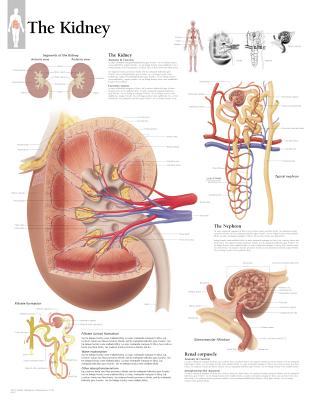 Kidney Paper Poster