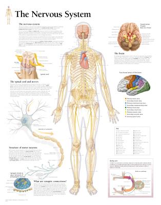 Nervous System Paper Poster