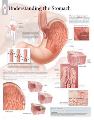 Understanding the Stomach Paper Poster