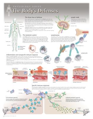 Body's Defences Laminated Poster