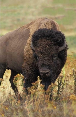 Bison Blank Journal