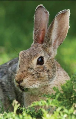 Rabbit Blank Journal